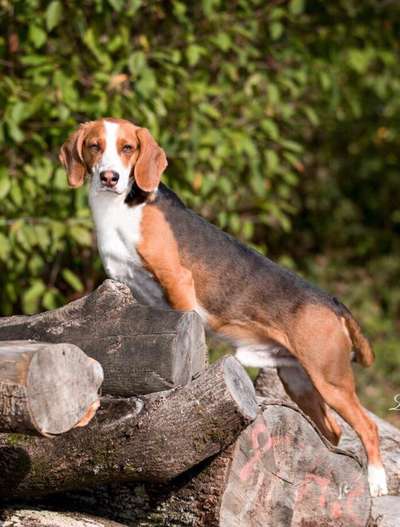 Die Dogorama Kalender Challenge 4/4-Beitrag-Bild