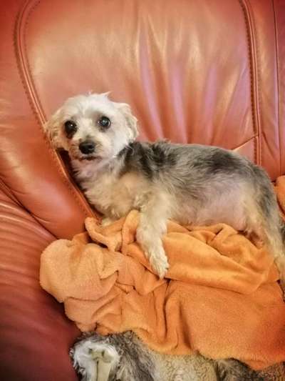 Die Dogorama-Wochen-Challenge "Die schönste Grimasse"-Beitrag-Bild