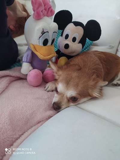 Der Lieblingsplüschi eures Vierbeiners-Beitrag-Bild