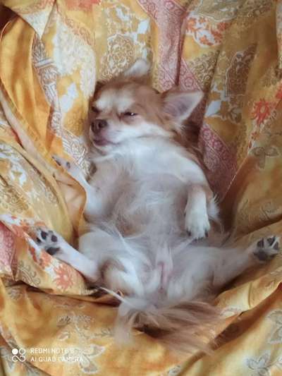 Dogorama Photo Challenge - Hundeblick zum hinschmelzen-Beitrag-Bild