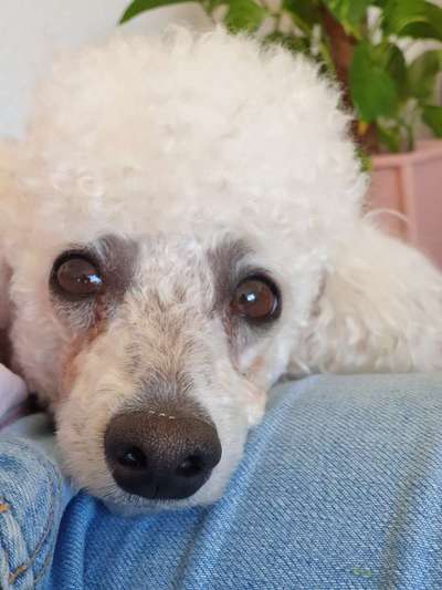 CHALLENGE NR. 19 - Der Hundeblick-Beitrag-Bild