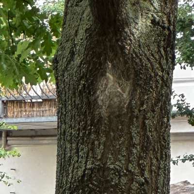 Giftköder-EPS-Bild