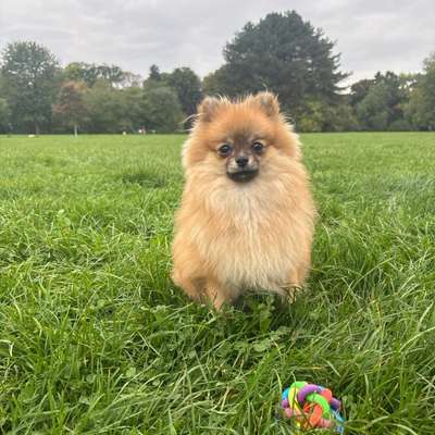 Hundetreffen-8 Monate alter Zwergspitz sucht Spielpartner :)-Bild