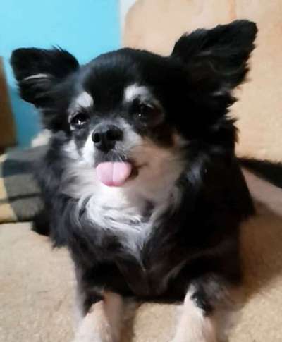 Fotochallenge Nr. 59 - Mein Hund zeigt die Zunge-Beitrag-Bild