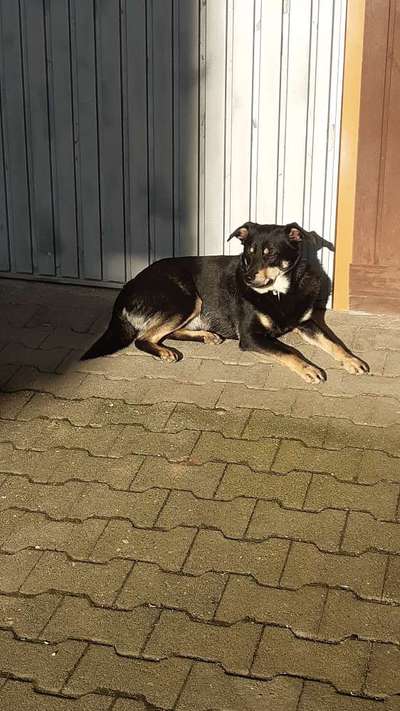 Hunde aus dem Tierschutz: Bulgarien-Beitrag-Bild