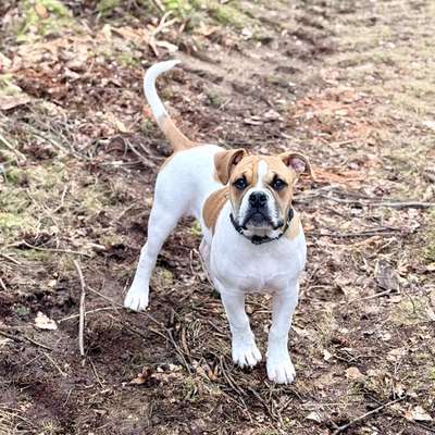 Hundetreffen-Gassi runde-Bild