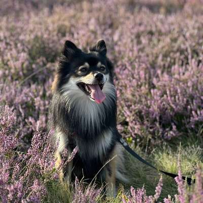 Hundetreffen-Gassitreffen Ottobeuren-Bild