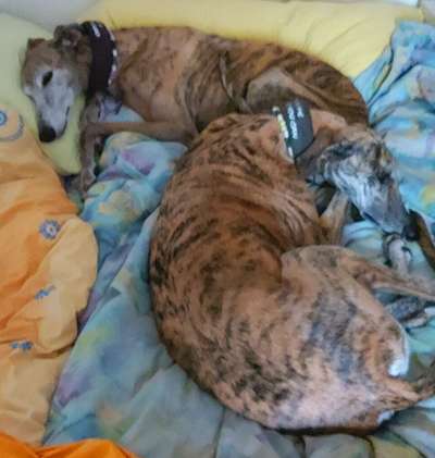 Windhunde - Treffen der besonderen Schönheiten
HERZLICH WILLKOMMEN-Beitrag-Bild