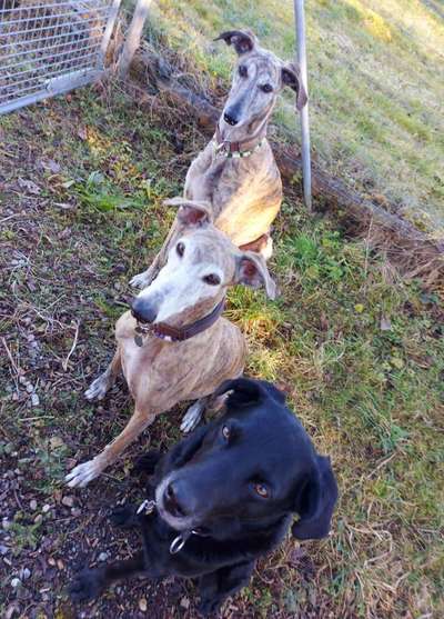 Windhunde - Treffen der besonderen Schönheiten
HERZLICH WILLKOMMEN-Beitrag-Bild