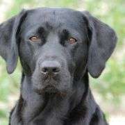 Zeigt mal die schönsten Bilder von euren Hunden !-Beitrag-Bild