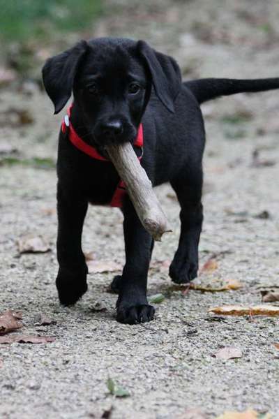 Zeigt mal die schönsten Bilder von euren Hunden !-Beitrag-Bild