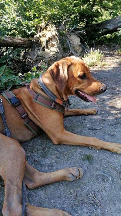 Hundetreffen-Hundebegegnungen üben-Bild