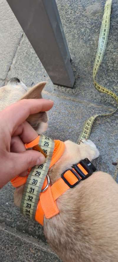 Geschirr für Chihuahua/schmale Hunde-Beitrag-Bild