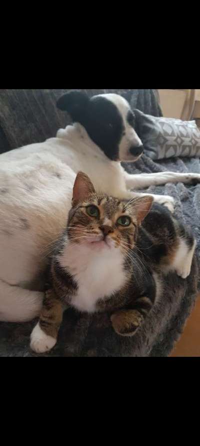 Das erste Bild eures Hundes-Beitrag-Bild