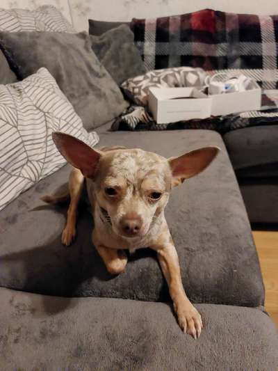 Wie heißt dein Hund?-Beitrag-Bild