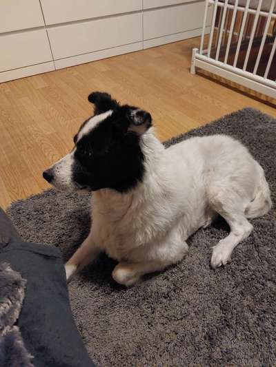 Wie heißt dein Hund?-Beitrag-Bild