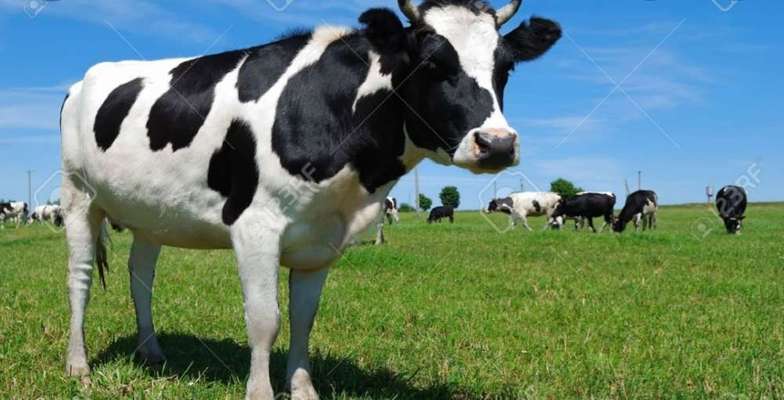 Wie heißt dein Hund?-Beitrag-Bild