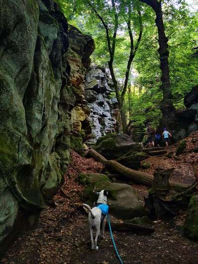 Die wunderschöne Welt mit Hund.-Beitrag-Bild