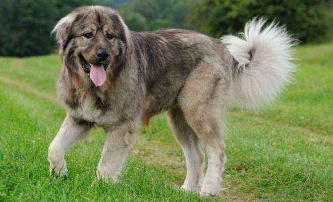 Seltene Rassen!-Beitrag-Bild