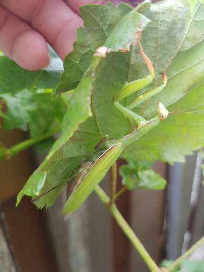 Die wunderschöne Welt mit Hund.-Beitrag-Bild