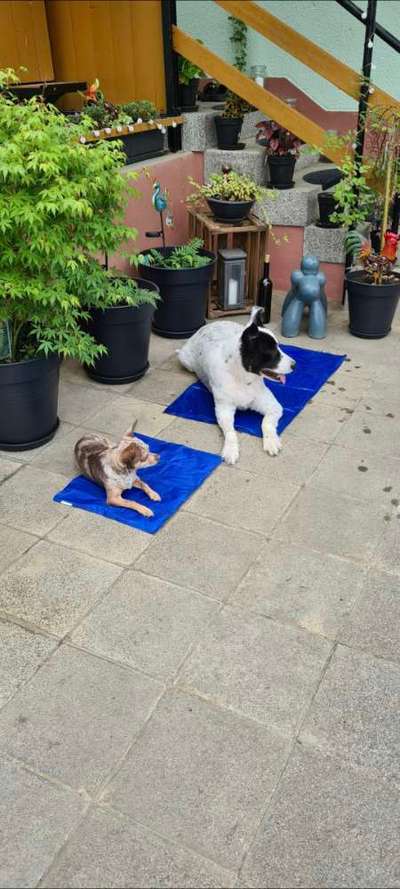 Hund im Garten - Eure Meinungen-Beitrag-Bild