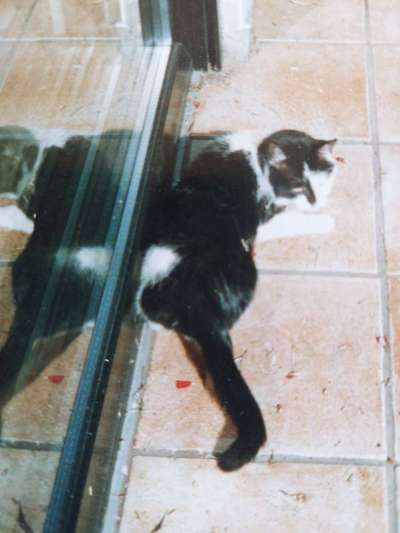 Wie heißt dein Hund?-Beitrag-Bild