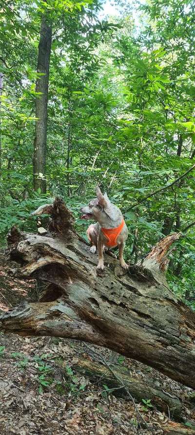 Die wunderschöne Welt mit Hund.-Beitrag-Bild