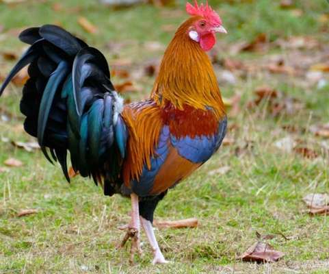 Wie heißt dein Hund?-Beitrag-Bild