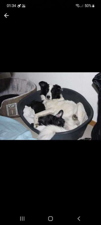 Französische Bulldoggen-Beitrag-Bild