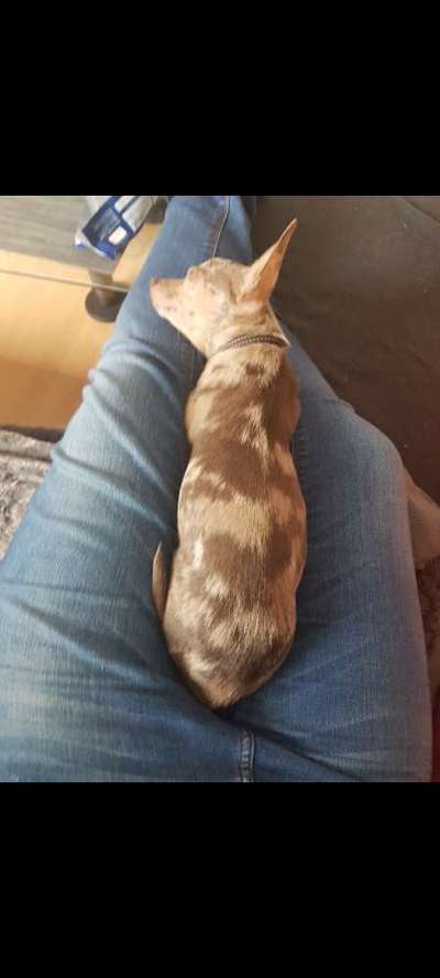 Das erste Bild eures Hundes-Beitrag-Bild