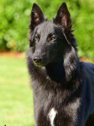 Wie heißt dein Hund?-Beitrag-Bild