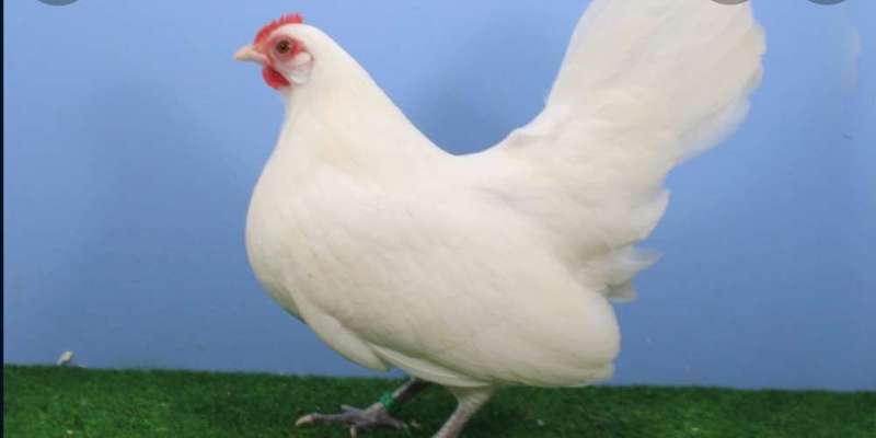 Wie heißt dein Hund?-Beitrag-Bild