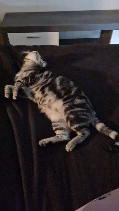 Wie heißt dein Hund?-Beitrag-Bild