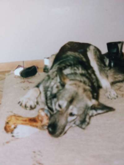 Wie heißt dein Hund?-Beitrag-Bild