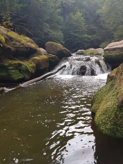 Die wunderschöne Welt mit Hund.-Beitrag-Bild