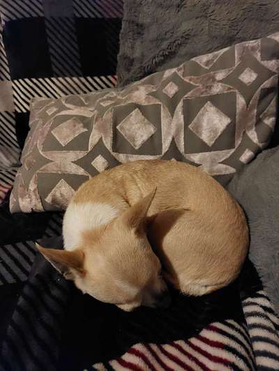 Wie heißt dein Hund?-Beitrag-Bild