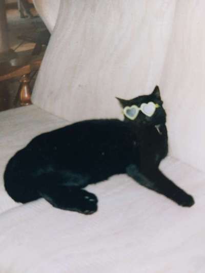 Wie heißt dein Hund?-Beitrag-Bild