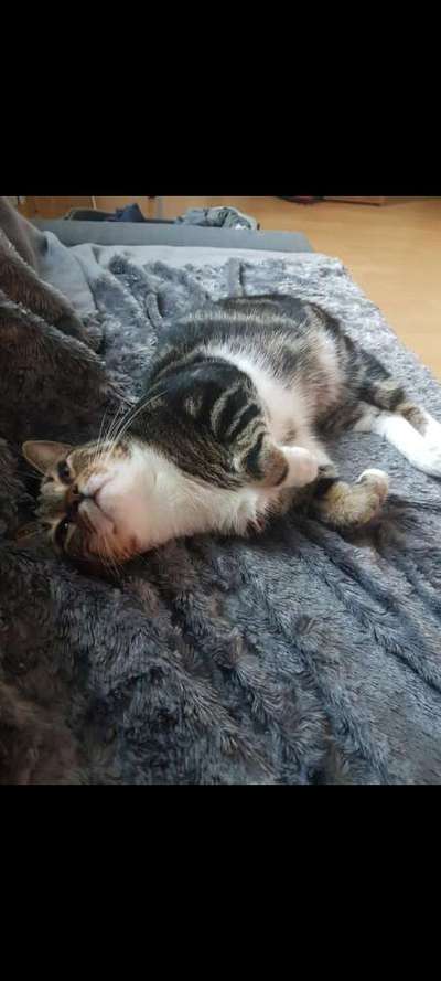 Wie heißt dein Hund?-Beitrag-Bild