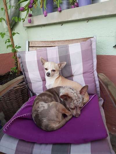 Wo sind die Chihuahua Besitzer ?-Beitrag-Bild