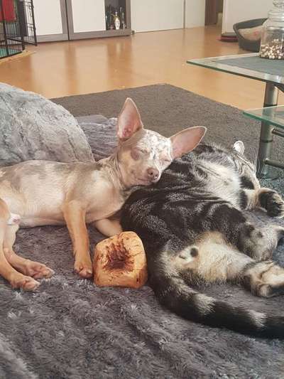 Welpen Bilder !-Beitrag-Bild