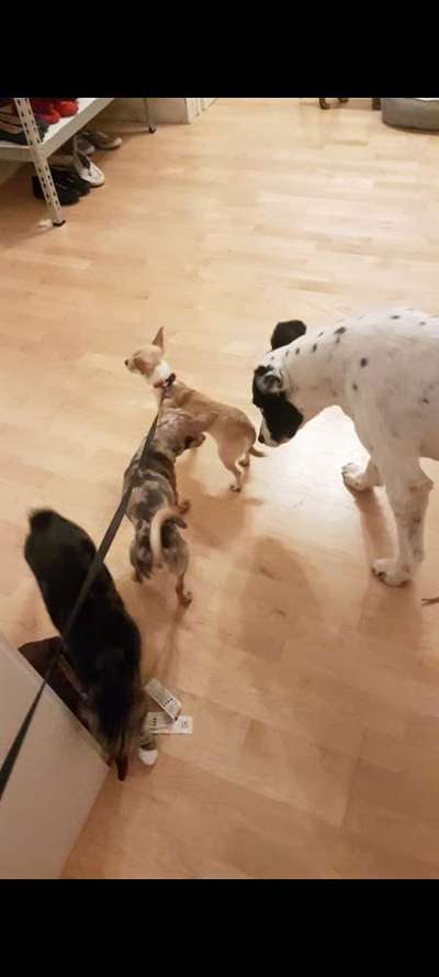 Das erste Bild eures Hundes-Beitrag-Bild