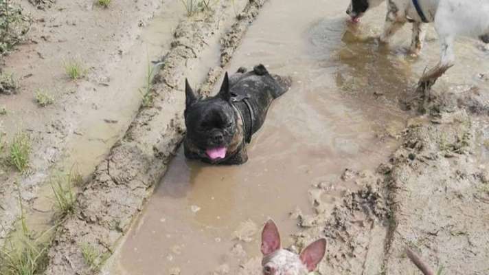 Wie heißt dein Hund?-Beitrag-Bild