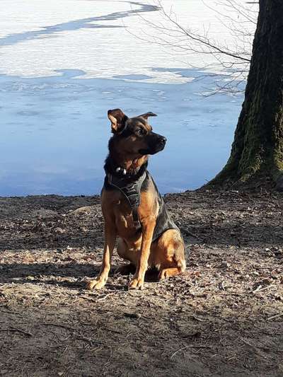 Dogorama-Monats-Challenge-Mai "Wasser"-Beitrag-Bild