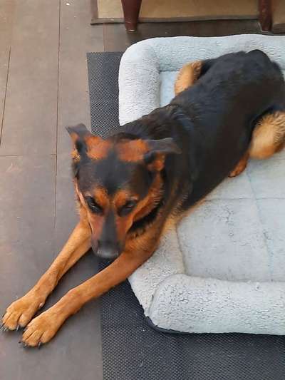 Zeigt mir eure Schäferhund Mischlinge :-)-Beitrag-Bild