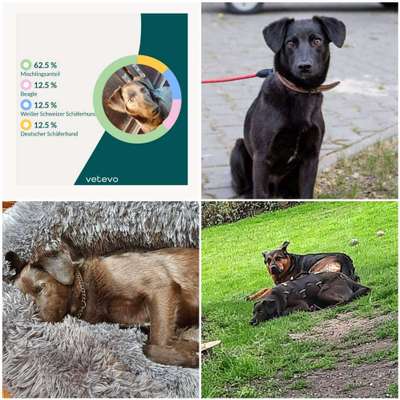 Tierschutzhund ist meine Lieblingsrasse-Beitrag-Bild