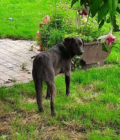 Zeigt mir eure Schäferhund Mischlinge :-)-Beitrag-Bild