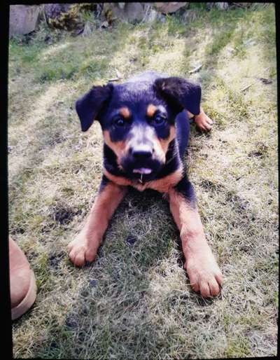 Welpen Bilder !-Beitrag-Bild