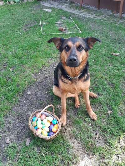 Zeigt mir eure Schäferhund Mischlinge :-)-Beitrag-Bild