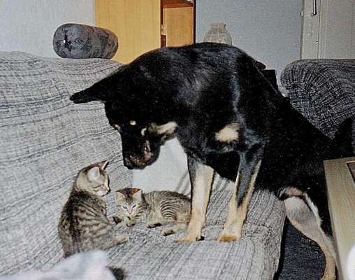 Zeigt mir eure Schäferhund Mischlinge :-)-Beitrag-Bild