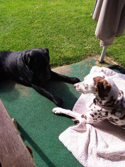 Dogorama Photo Challenge - Gegensätze-Beitrag-Bild